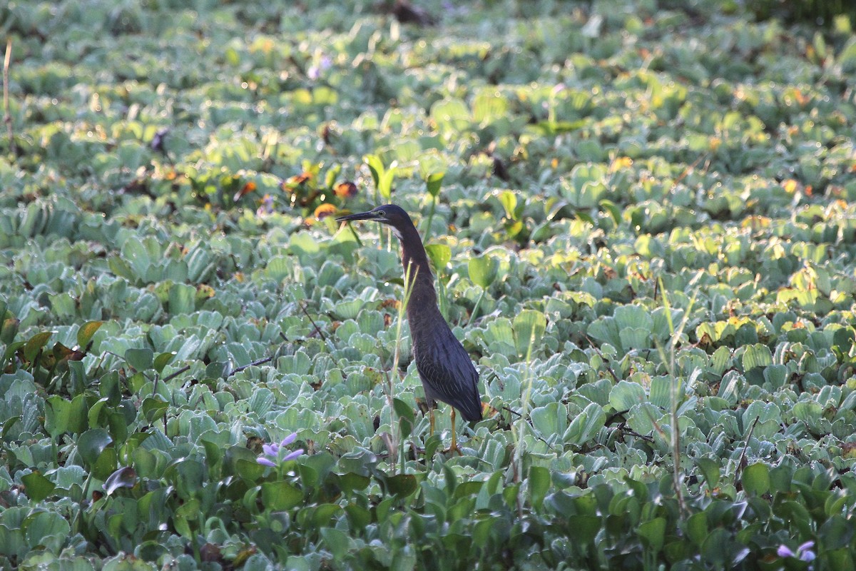 Green Heron - ML637082103