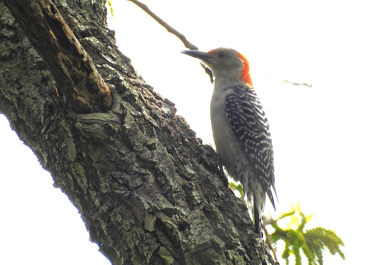 Red-bellied Woodpecker - ML637082131