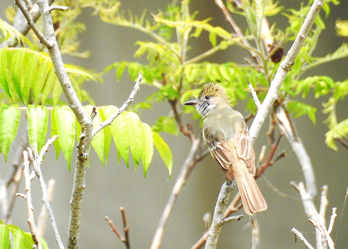 Great Crested Flycatcher - ML637082139