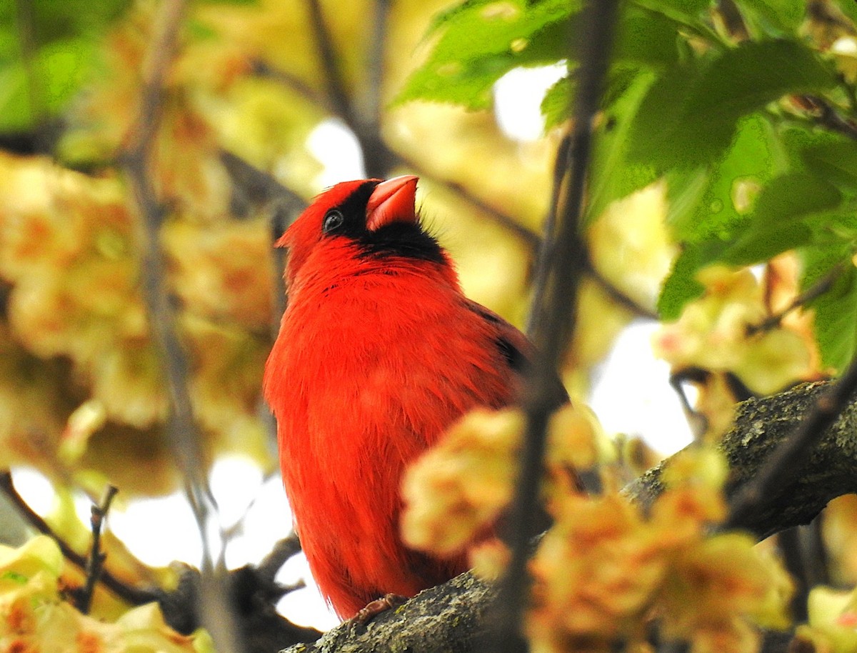Northern Cardinal - ML637082142