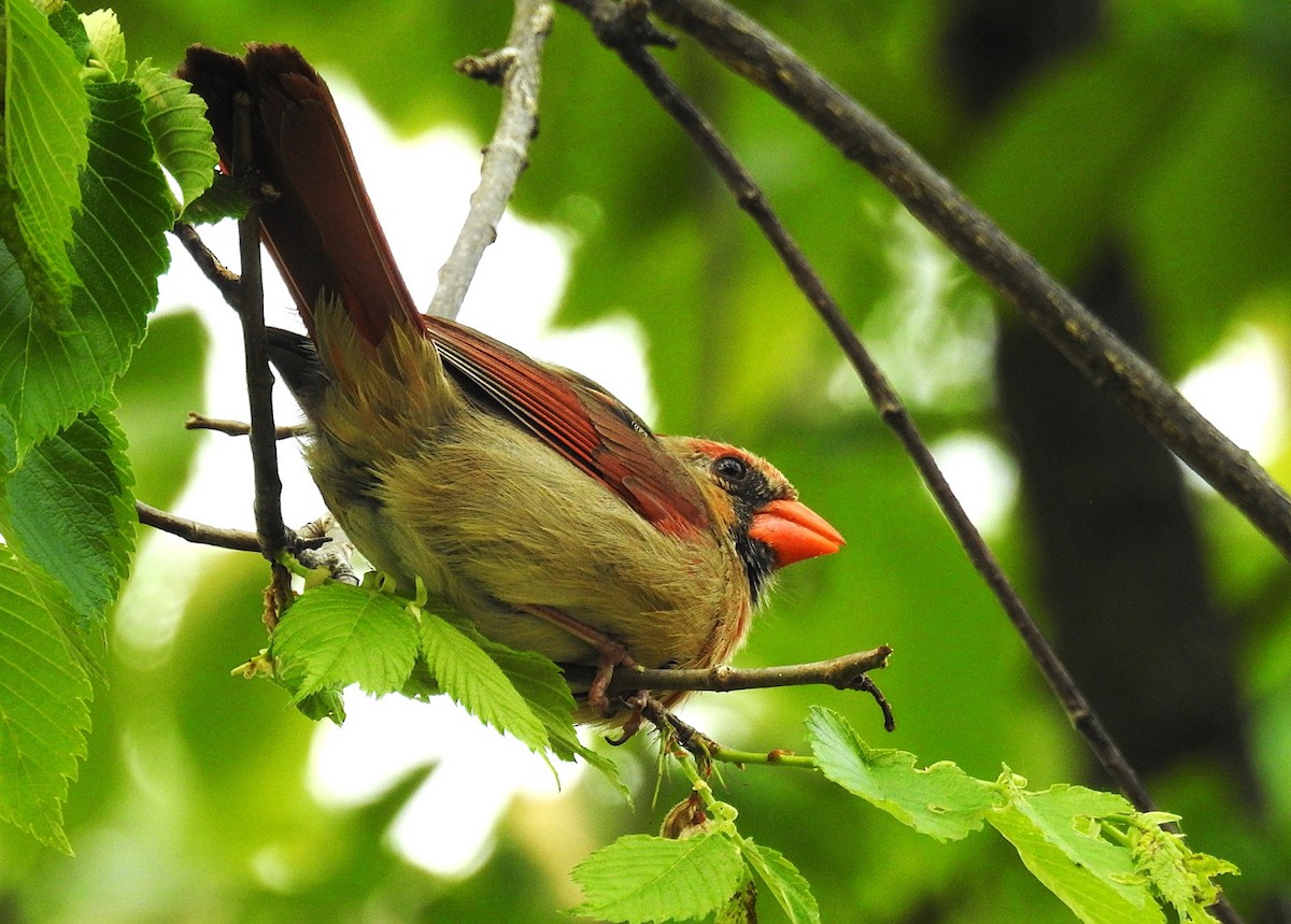 Northern Cardinal - ML637082148
