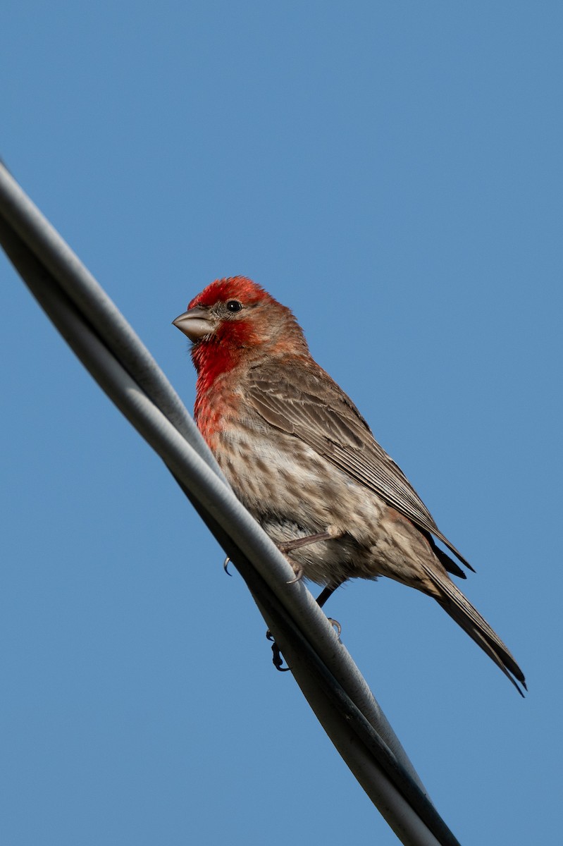 House Finch - ML637082170