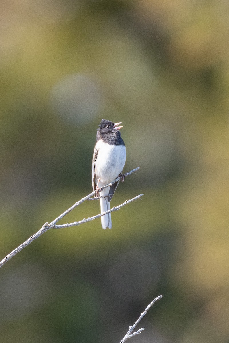 Dark-eyed Junco - ML637082178