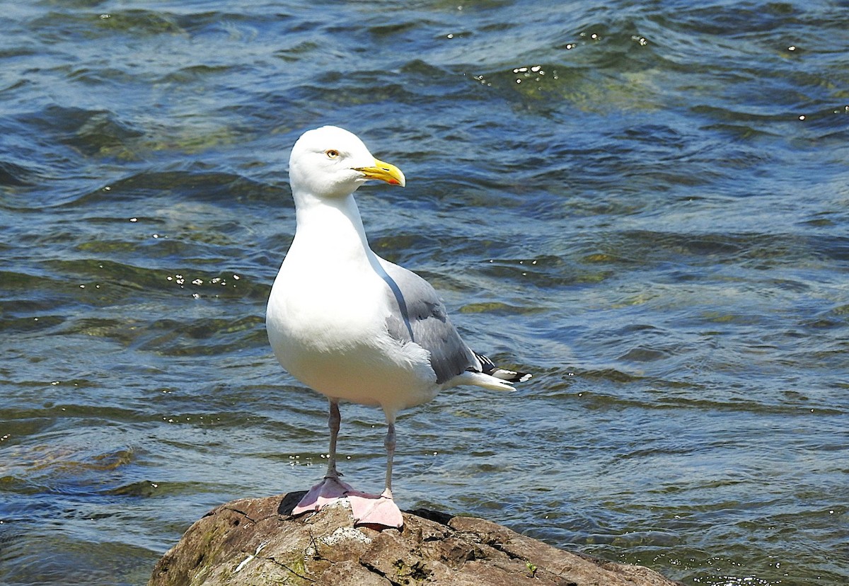 American Herring Gull - ML637082183