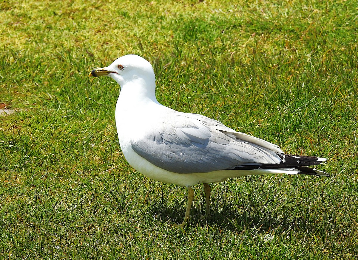 Ring-billed Gull - ML637082187