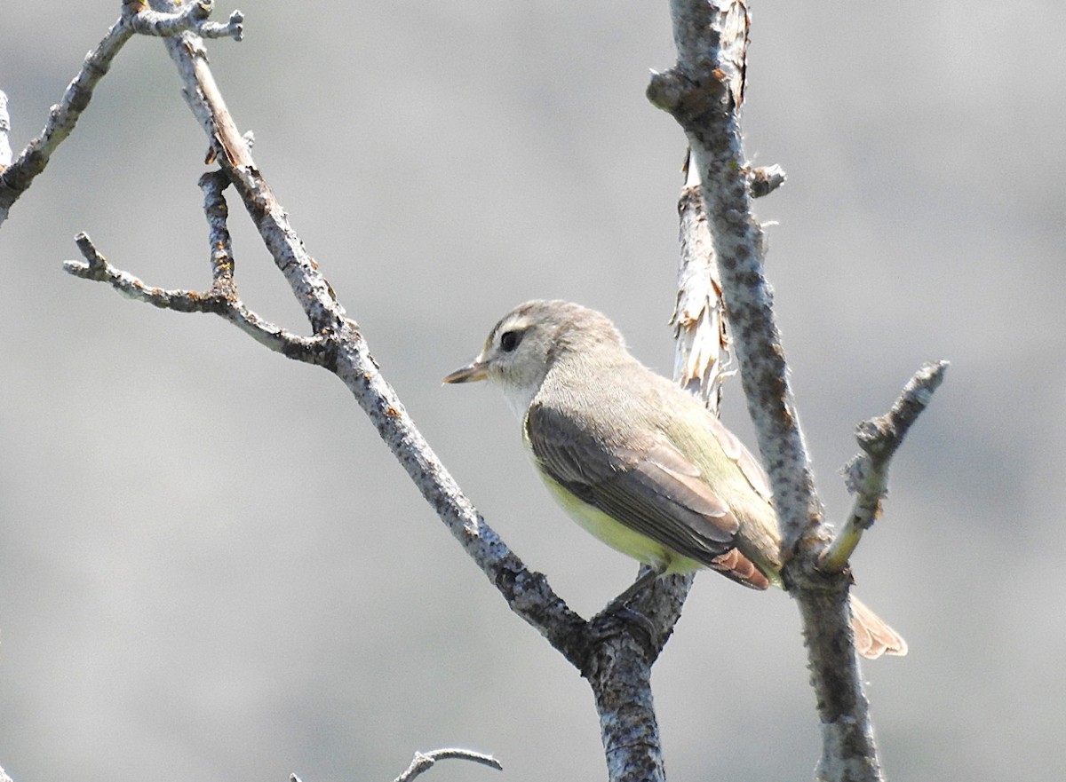Eastern Warbling Vireo - ML637082189