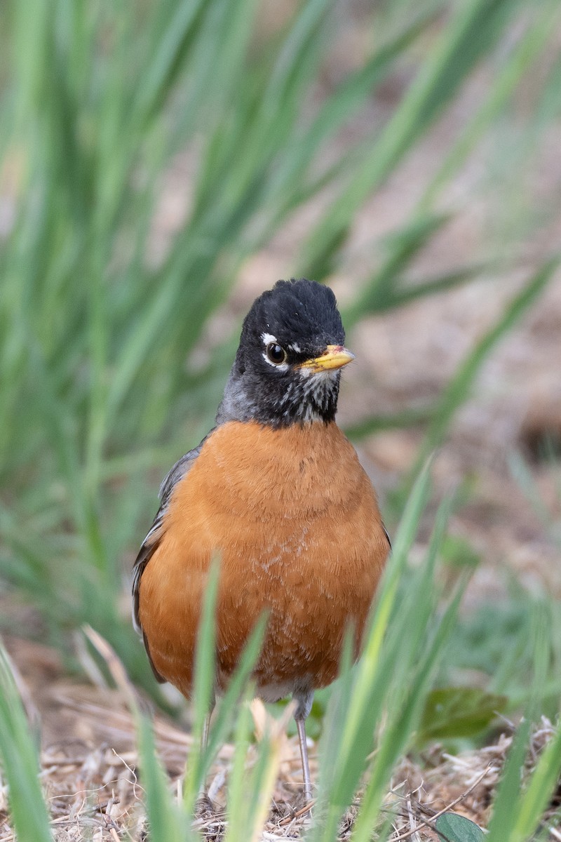 American Robin - ML637082226