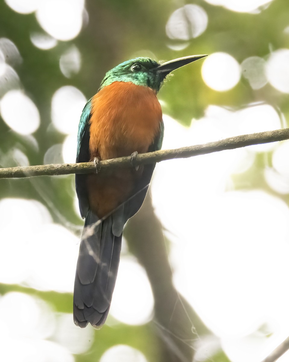 Great Jacamar - ML637082243