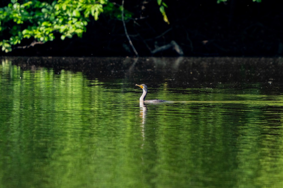 Double-crested Cormorant - ML637082258