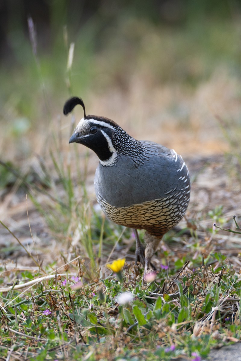 California Quail - ML637082261
