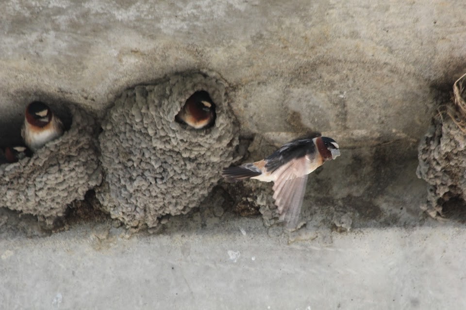 Cliff Swallow - ML637082308
