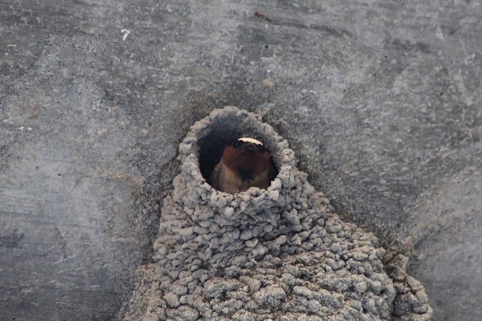 Cliff Swallow - ML637082311