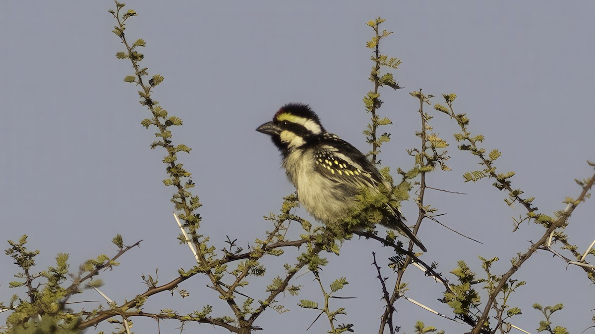 Pied Barbet - ML637082387