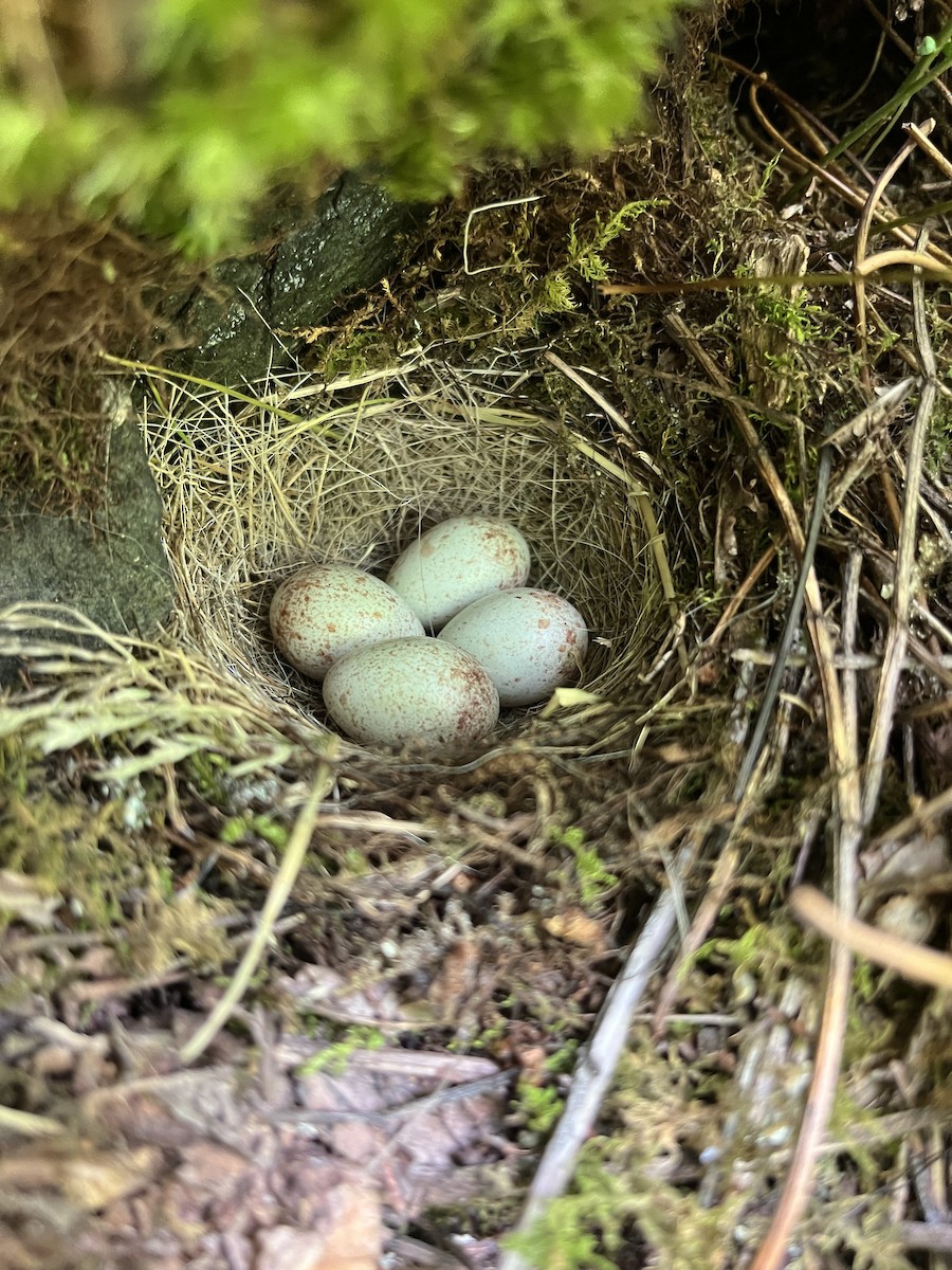 Dark-eyed Junco - ML637082430