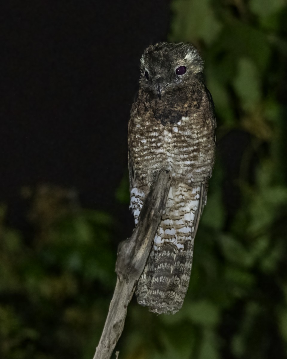 Great Potoo - ML637082437