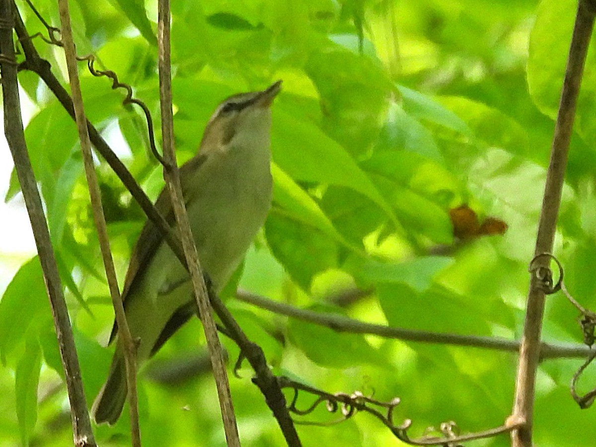 Red-eyed Vireo - ML637082541