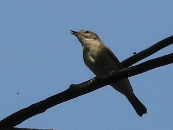 Eastern Warbling Vireo - ML637082546