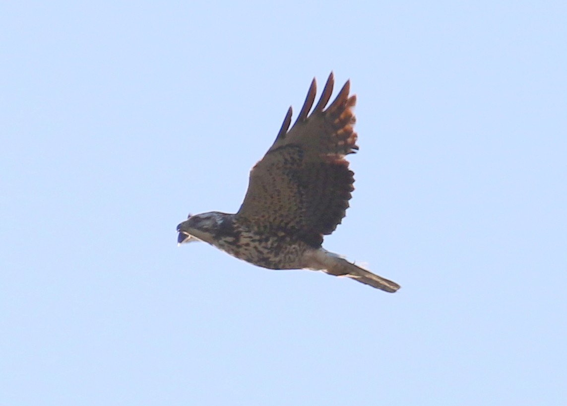Sivri Kanatlı Şahin - ML637082586