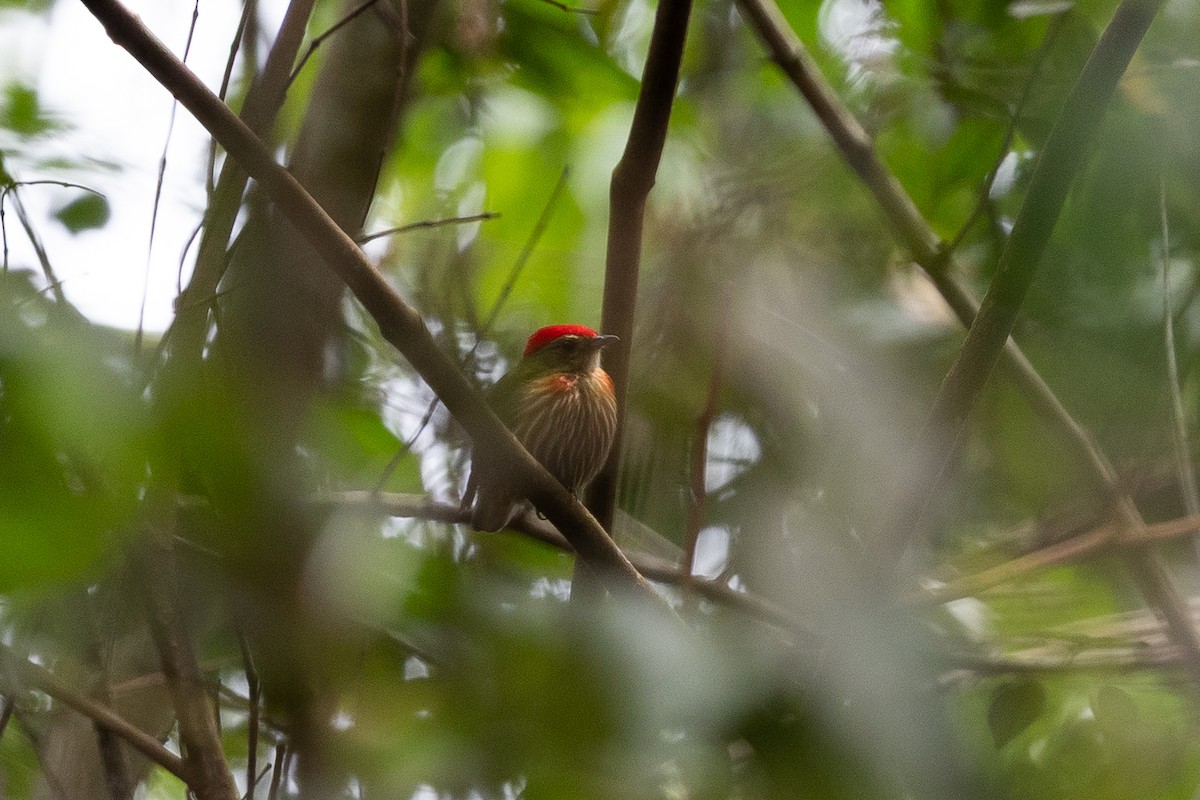 Striolated Manakin (Striolated) - ML637082608