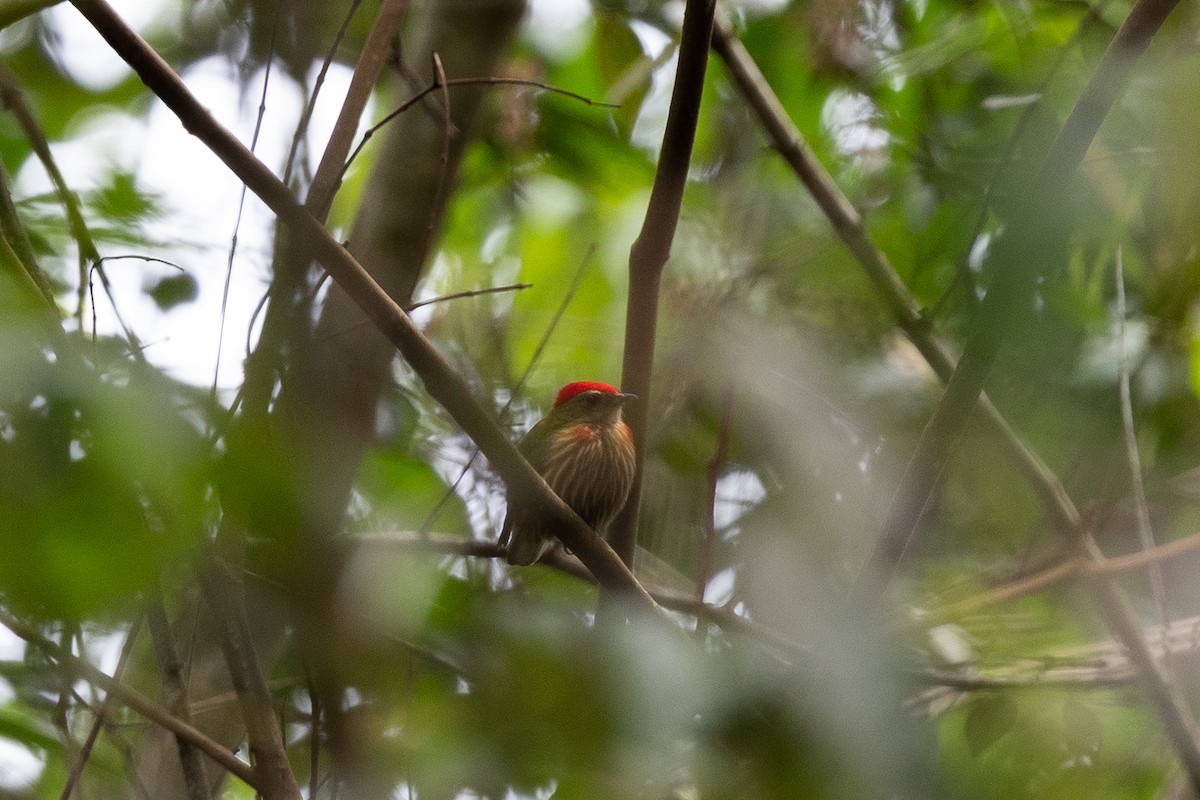 Striolated Manakin (Striolated) - ML637082609