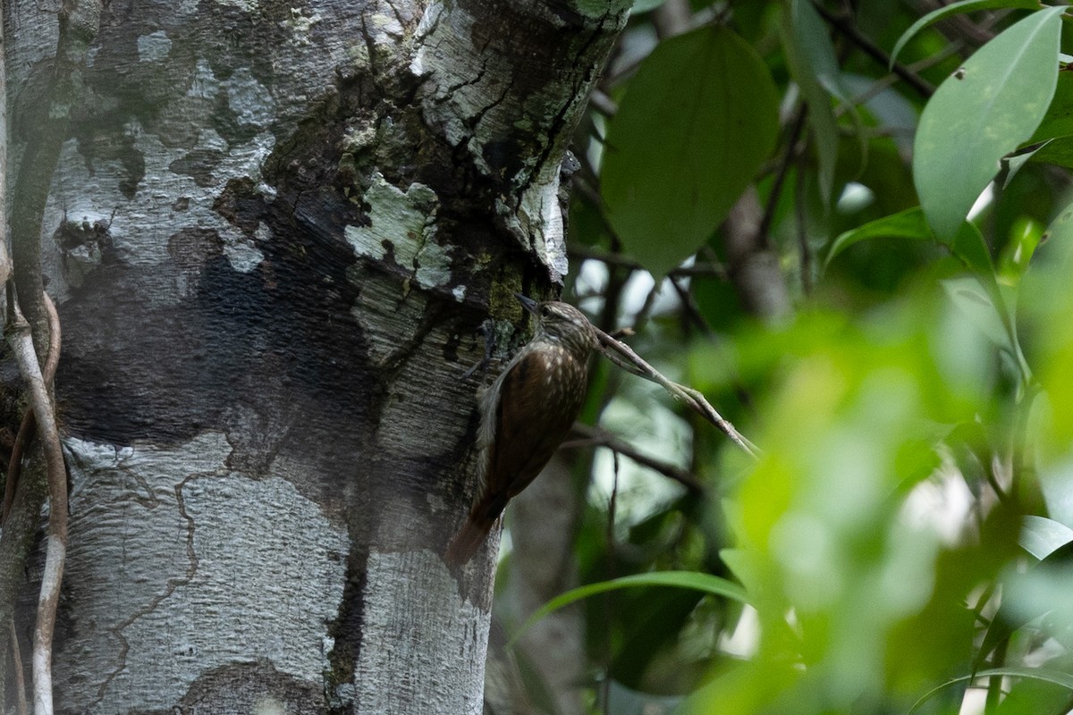 Slender-billed Xenops - ML637082714