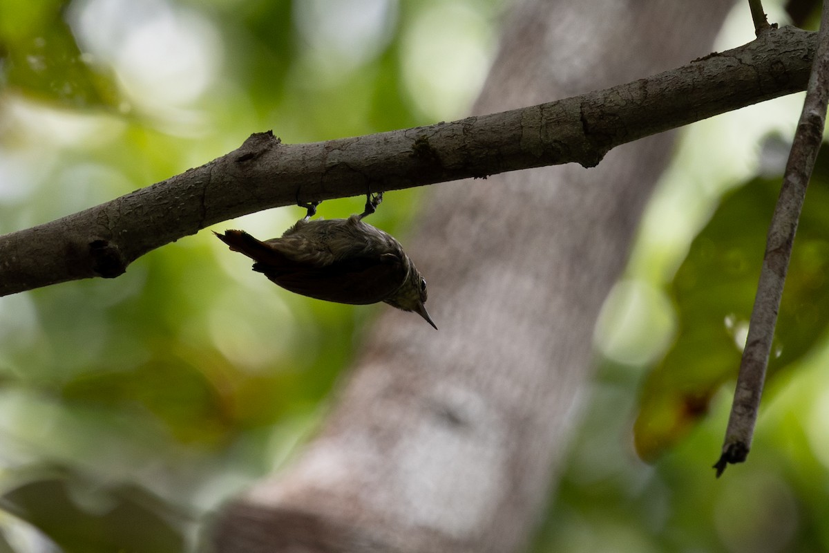Slender-billed Xenops - ML637082772