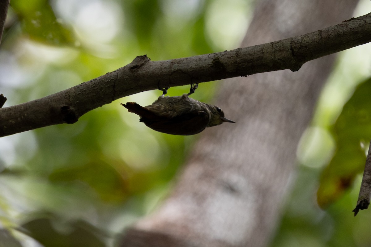 Slender-billed Xenops - ML637082773