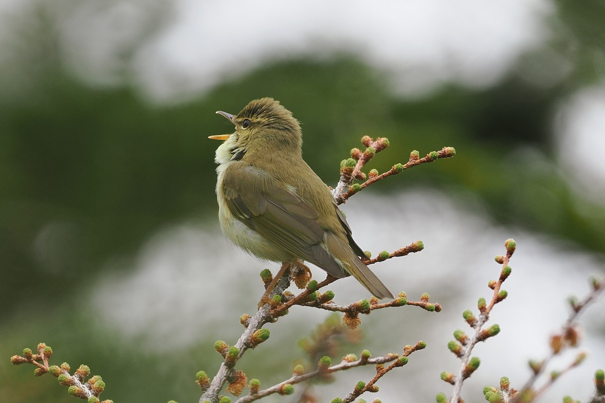 Japanese Leaf Warbler - ML637083039