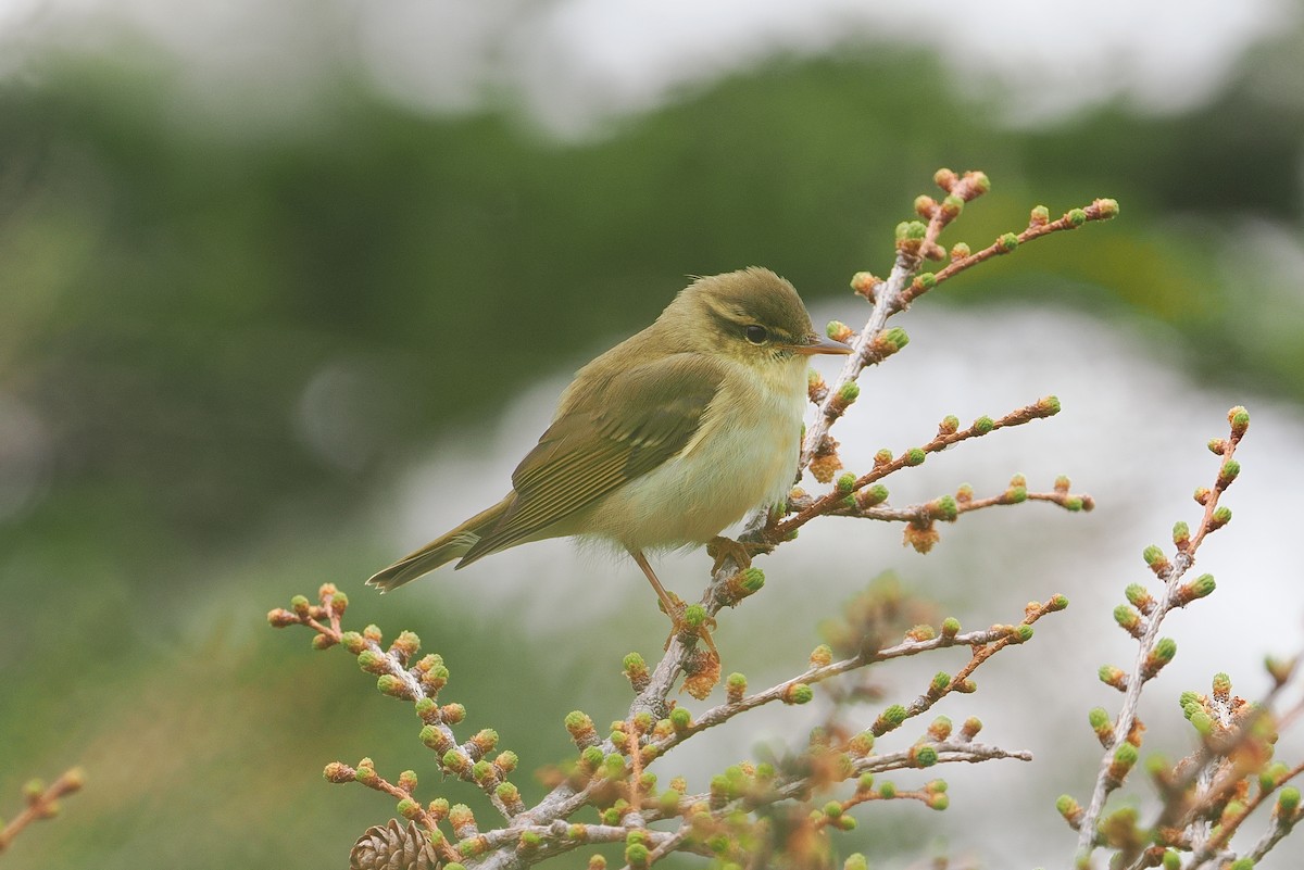 Japanese Leaf Warbler - ML637083040