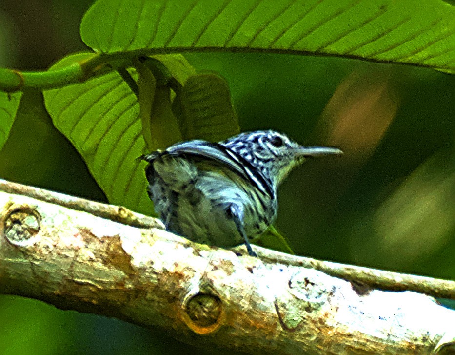 Pacific Antwren - ML637083120
