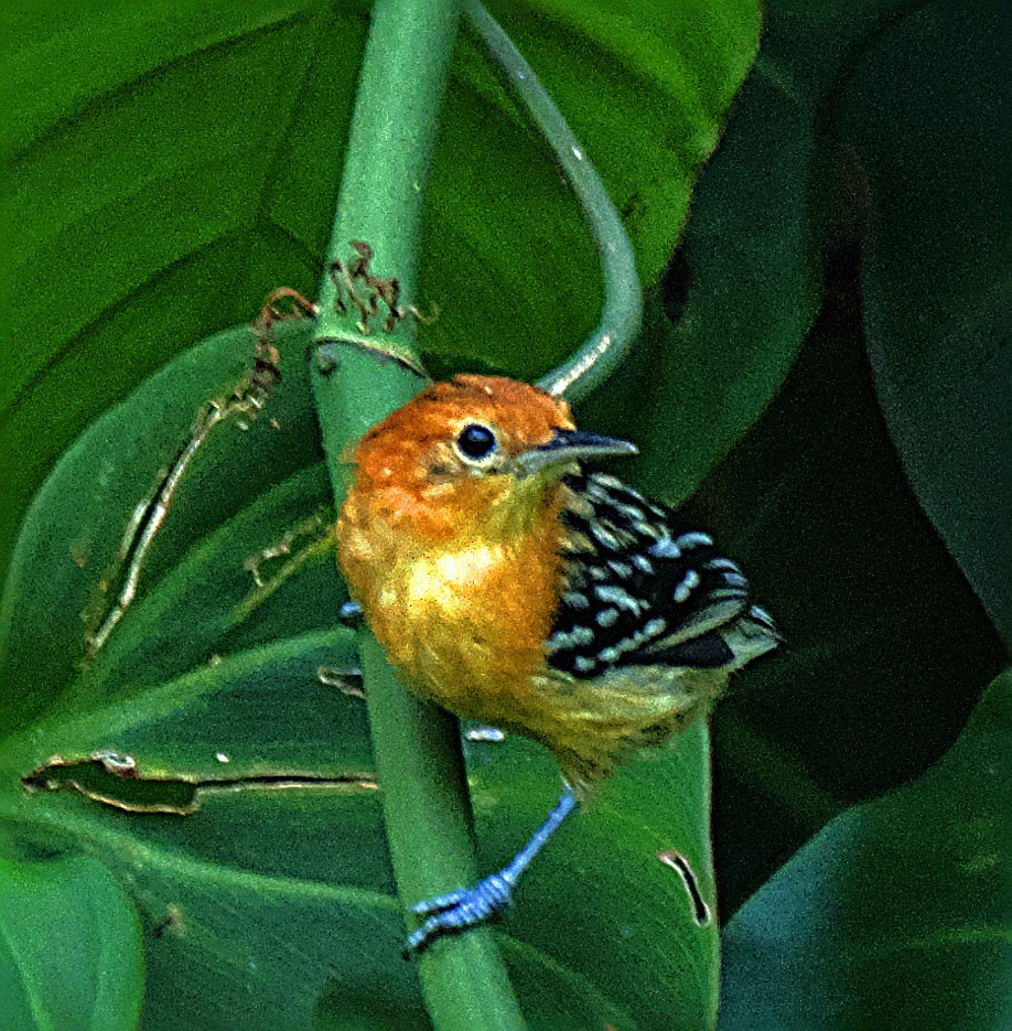 Pacific Antwren - ML637083121