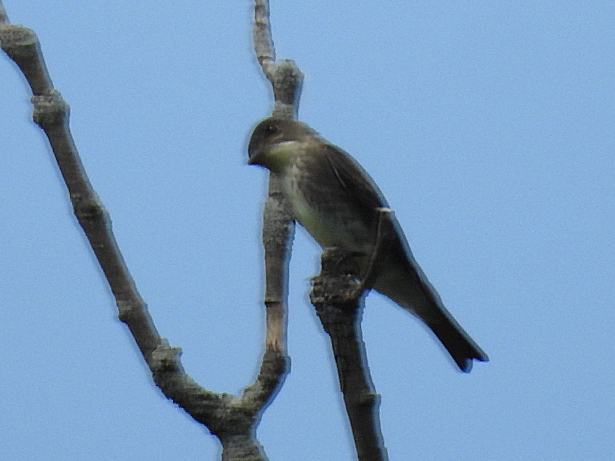 Olive-sided Flycatcher - ML637083217