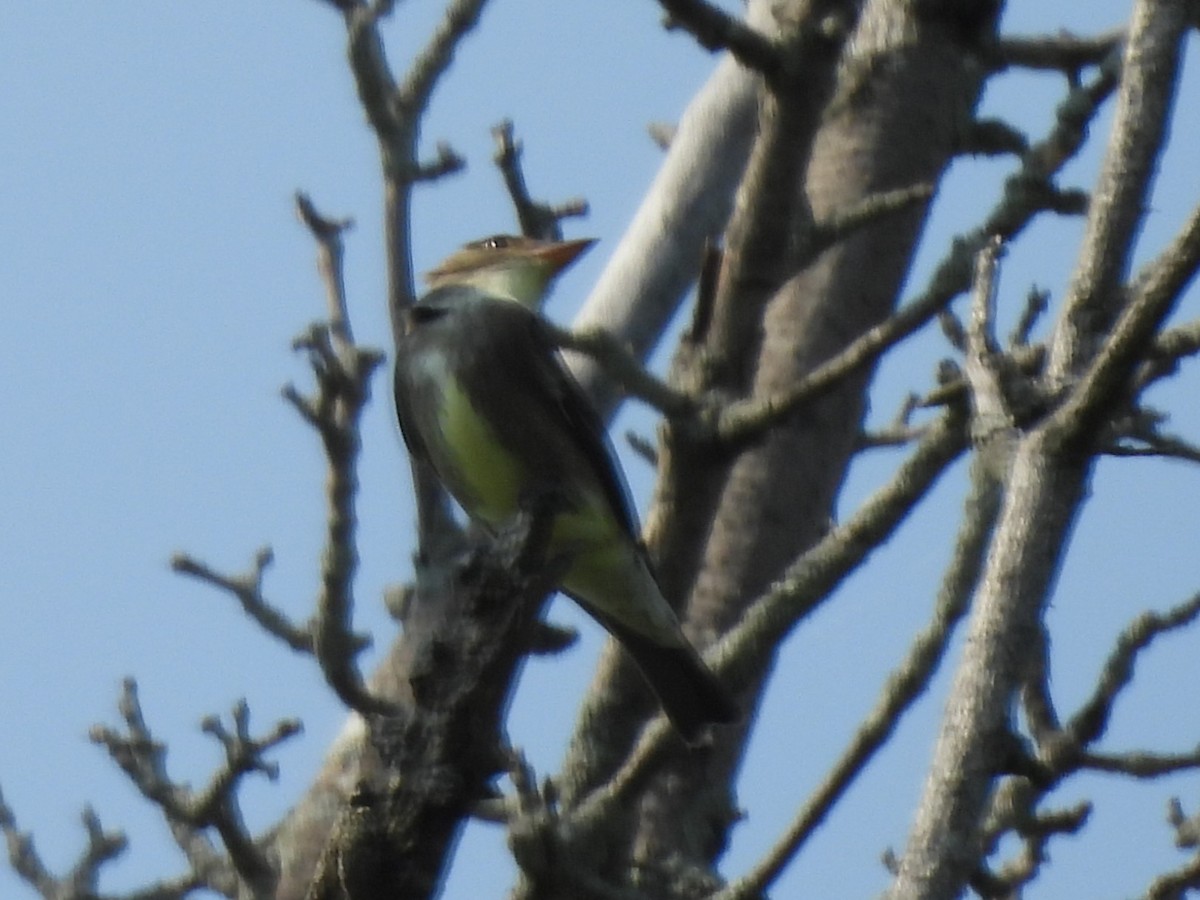 Olive-sided Flycatcher - ML637083368