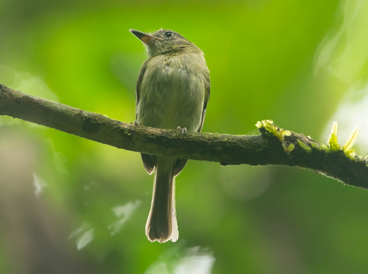 Double-banded Pygmy-Tyrant - ML637083374