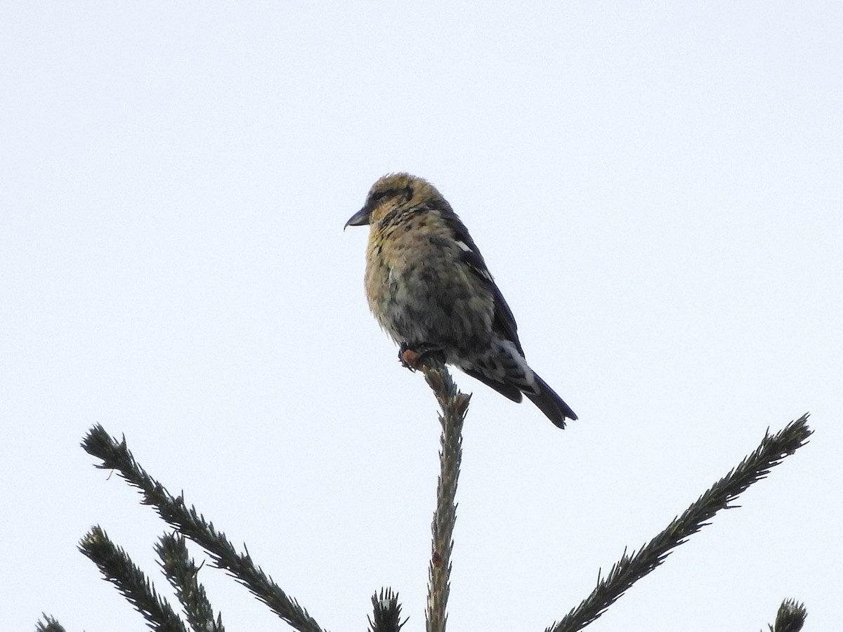 White-winged Crossbill - ML637083380