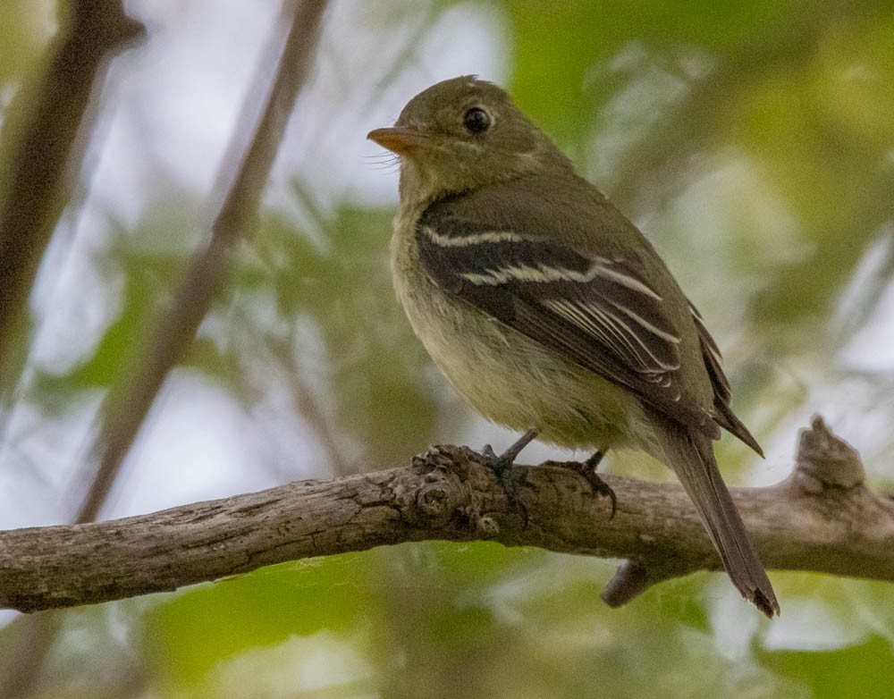 Yellow-bellied Flycatcher - ML637083401
