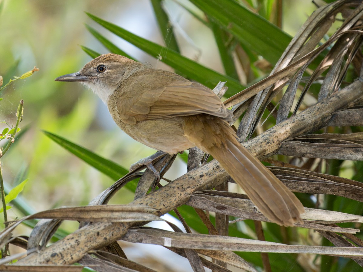 Terrestrial Brownbul - ML637083459