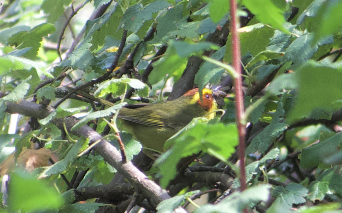 Golden-browed Warbler - ML637083475