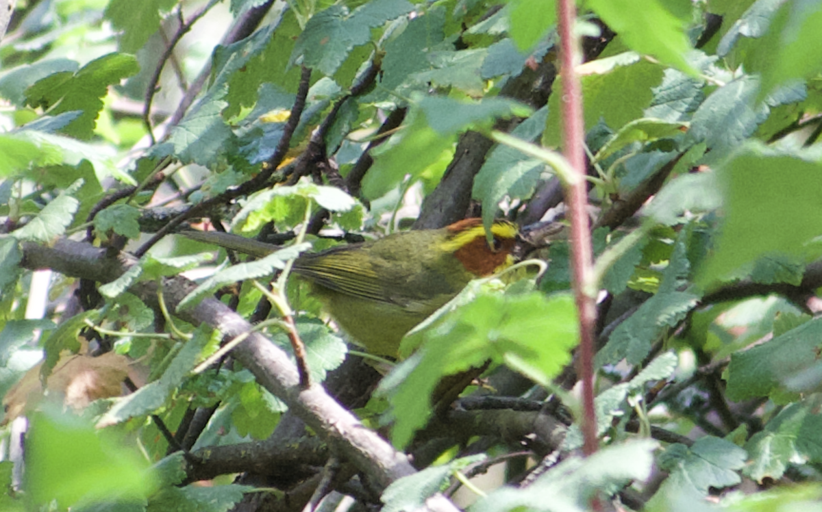 Golden-browed Warbler - ML637083476