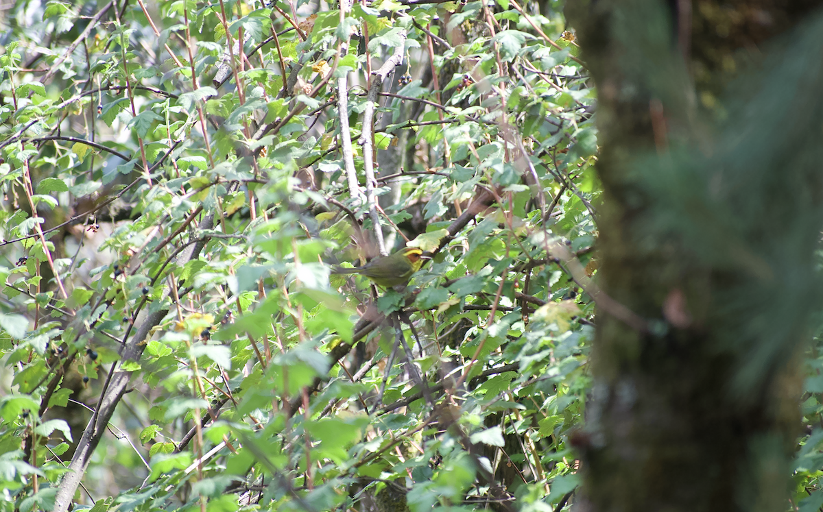 Golden-browed Warbler - ML637083477