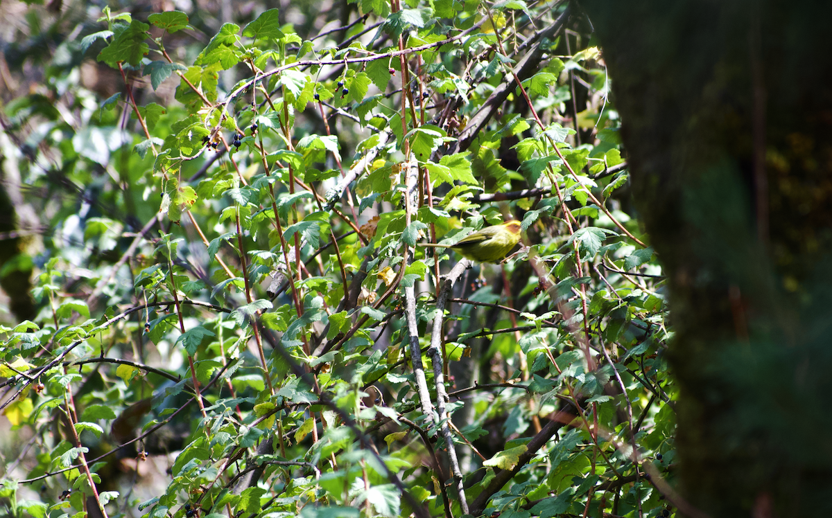 Golden-browed Warbler - ML637083479