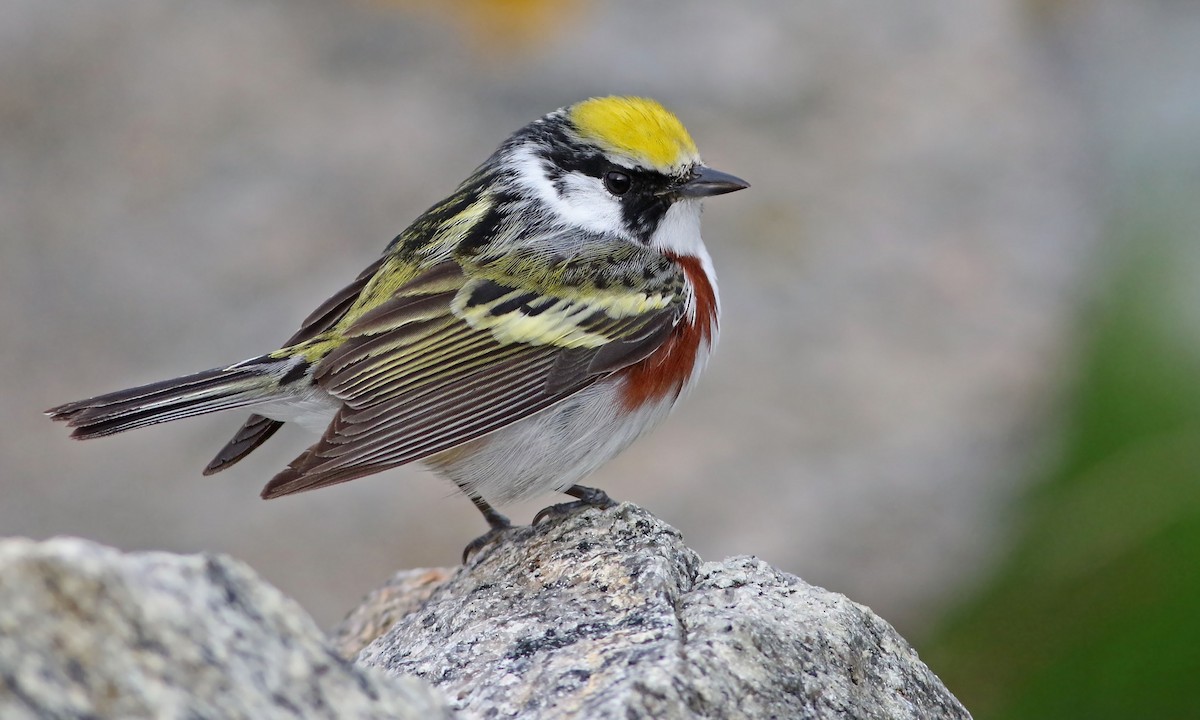 Chestnut-sided Warbler - Keenan Yakola