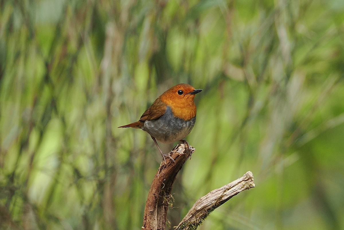 Japanese Robin - ML637083523