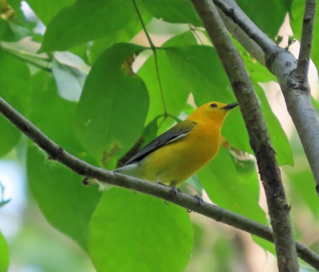 plommeparula - ML637083529