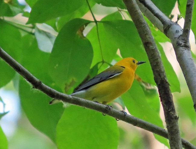plommeparula - ML637083535