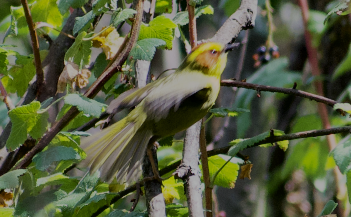 Golden-browed Warbler - ML637083536