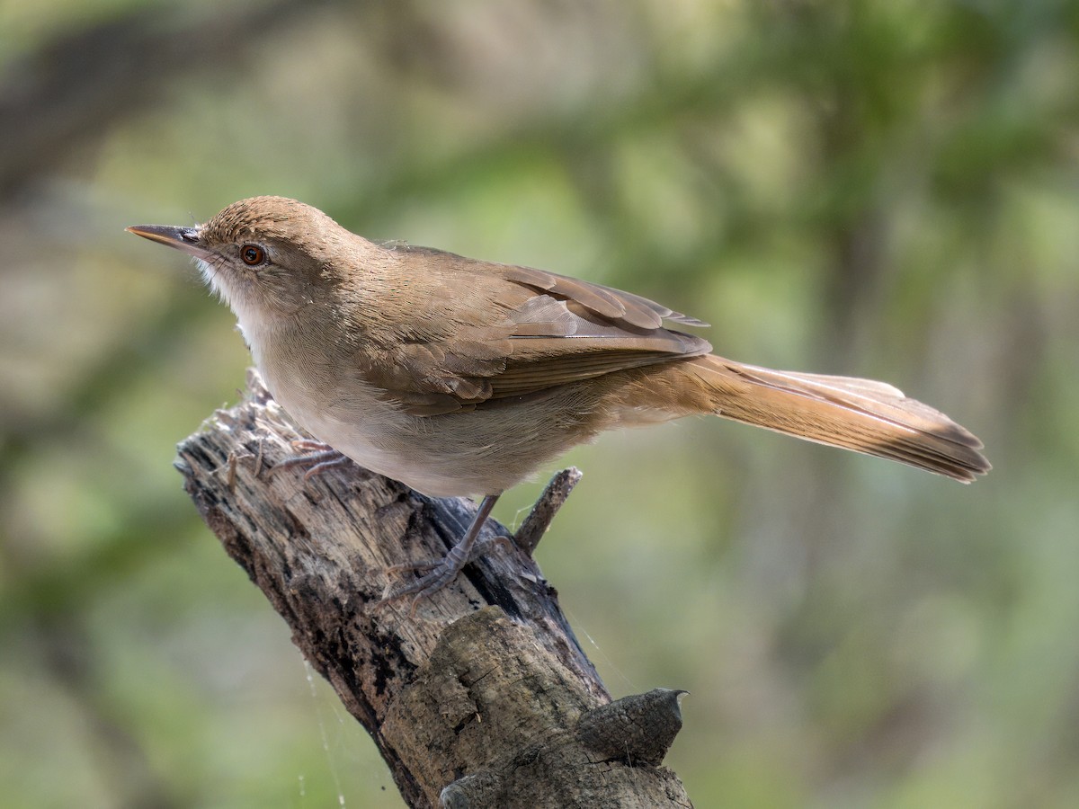 Terrestrial Brownbul - ML637083576