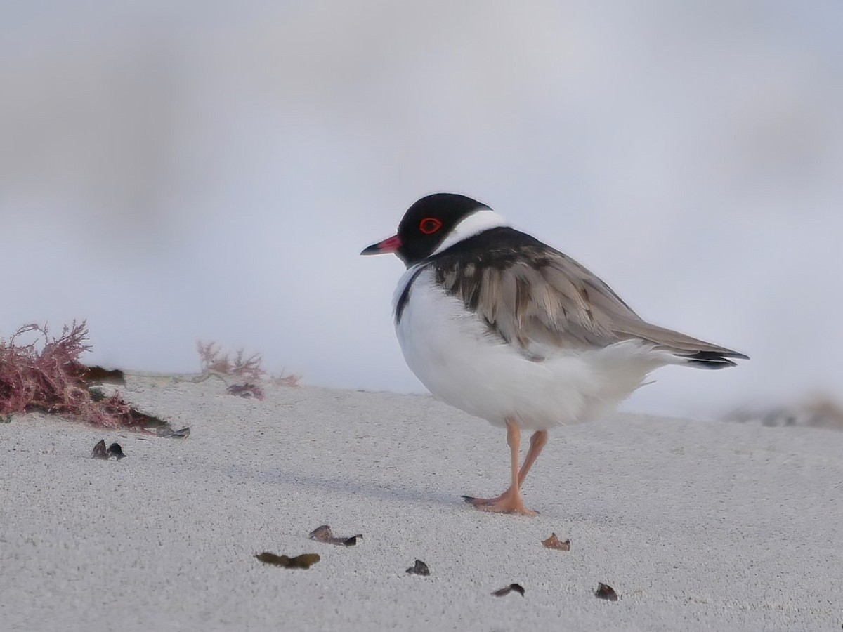 Hooded Plover - ML637083581