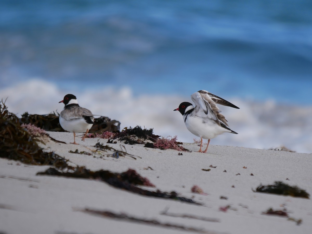 Hooded Plover - ML637083589