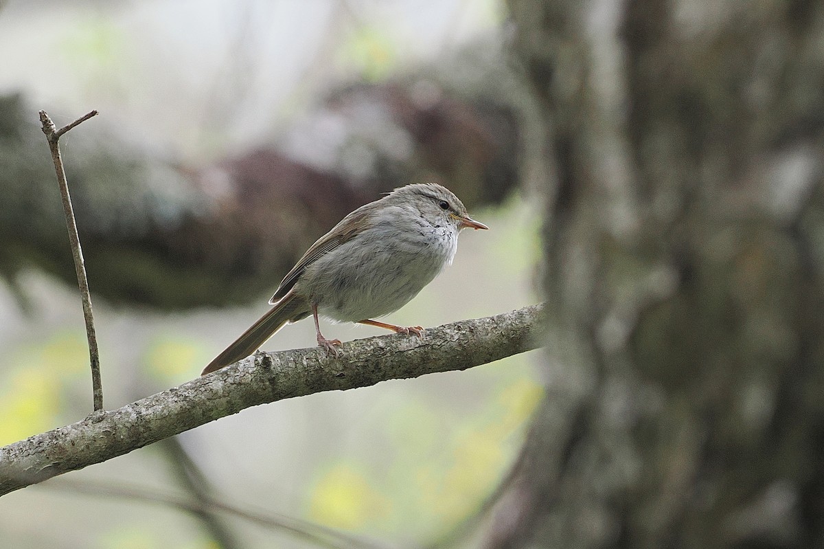 Japanese Bush Warbler - ML637083590